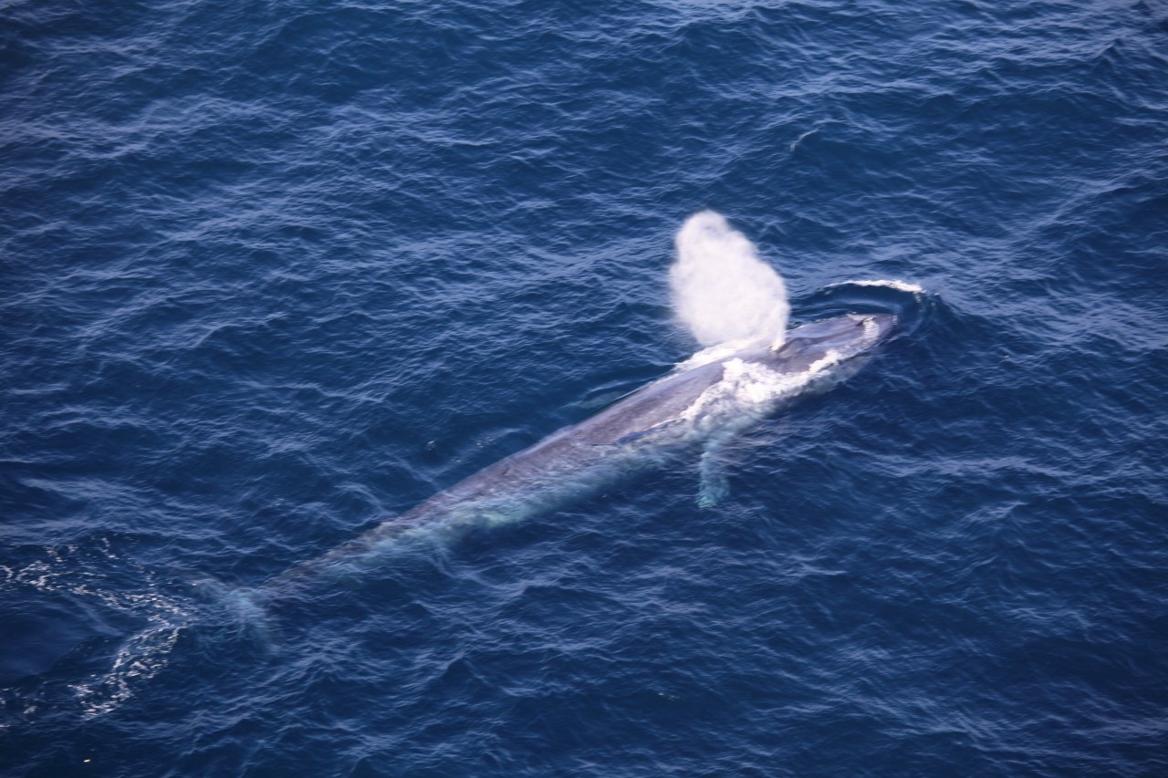 a Blue Whale