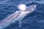a Blue Whale